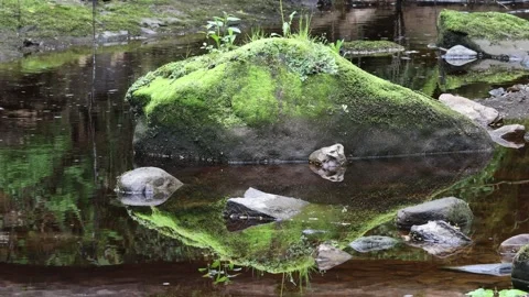 Mossy boulder reflection in a stream, North Pennines, UK Stock Footage 275159415