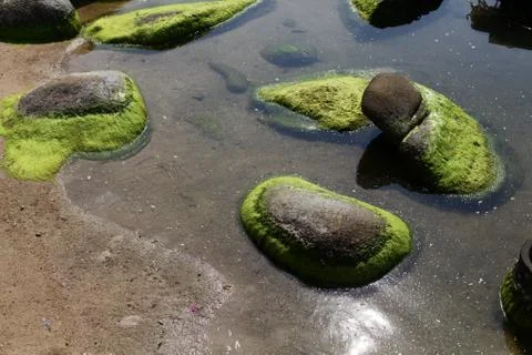 Mossy boulder in spring stream. Few dots of leaves from wild cherry blossom, wet Stock Photos