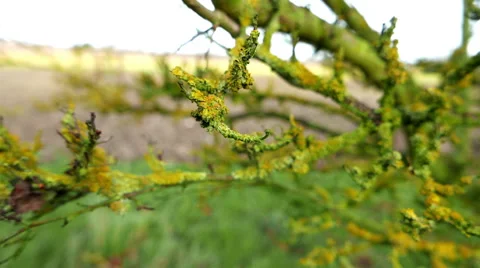 Mossy Branch Closeup Tracking Shot Stock Footage 58484965
