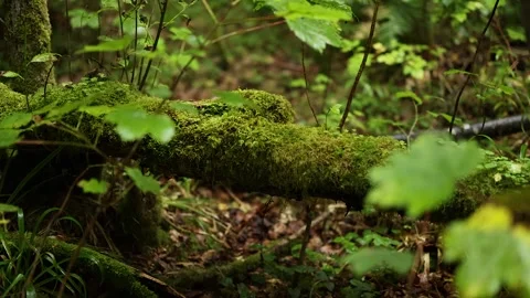 Mossy Branch in Forest Stock Footage 298481510