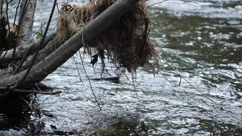 Mossy branch hanging over a stream, slow-mo, 4k Video stock 243527757