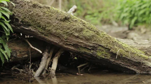 Mossy branch (tracking shot) Stock Footage 23916212