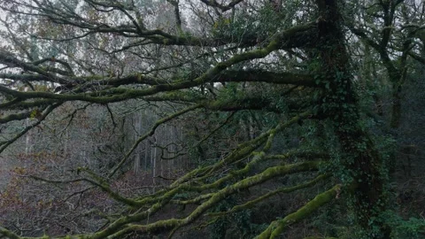 Mossy Branches Of Bare Trees In The Forest Stock Footage 326886823