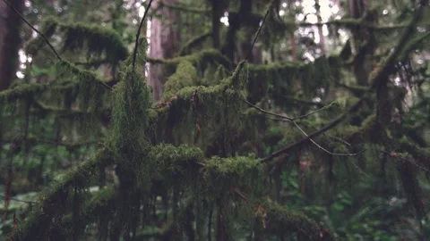 Mossy branches. Dead branches of tree have moss hanging from them in dark forest Stock Footage 147706530