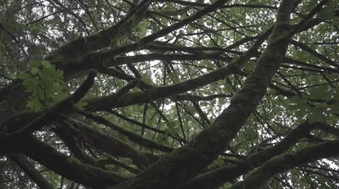 Mossy Branches Flat Color Stock Footage 64114310