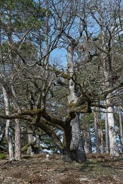 Mossy Branches Reaching for the Sky Stock Photos