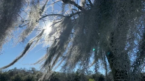 Mossy Branches in Sunlight Stock Footage
