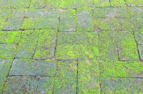 Mossy brick floor Foto stock