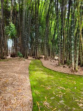 Mossy Brick Path Through a Bamboo Grove Photos