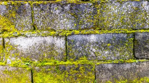 Mossy brick wall in the background Stock Photos