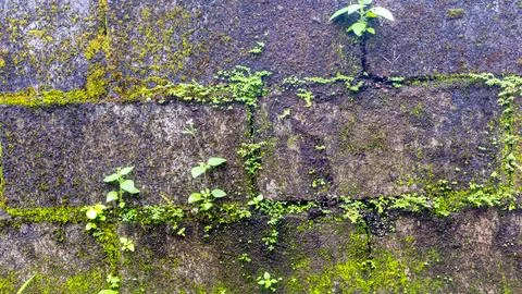 Mossy brick wall in the background Stock Photos