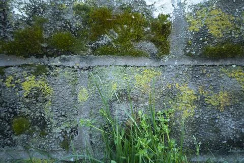 Mossy Brick Walls. Mosses on red wall background. Stock Photos