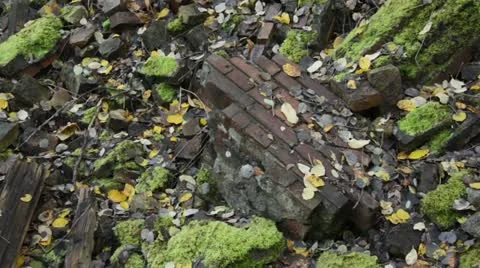 Mossy bricks Stock Footage 12976853