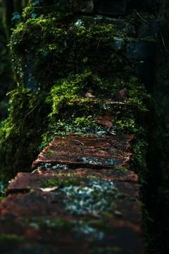 Mossy Bricks in Forest Stock Photos