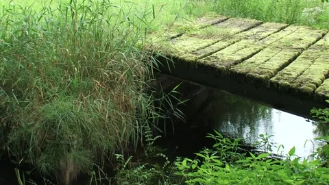 Mossy bridge across small stream Stock Footage 138642356