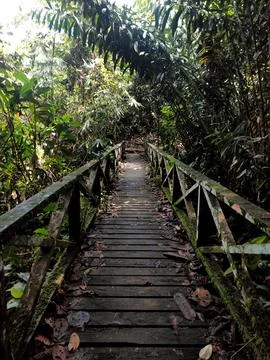 Mossy bridge in rainforest (Borneo) Stock Photos