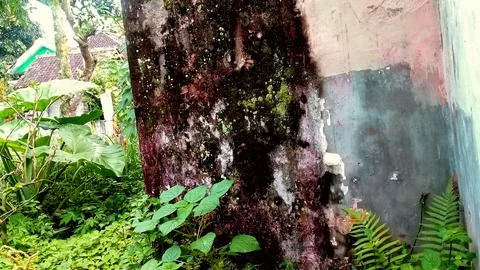 Mossy building background Stock Photos