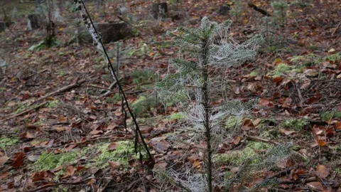 Mossy bush in a forest Stock Footage 158768760