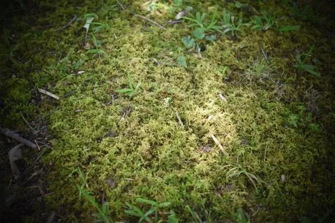 Mossy Carpet Stock Photos