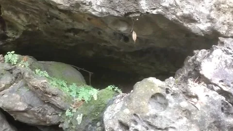 Mossy cave Stockbeeldmateriaal 333050717