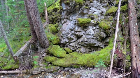 Mossy cliff face with logs in forest Stock Footage 252159820