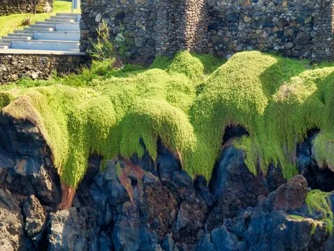 Mossy Cliffs. Stock Photos