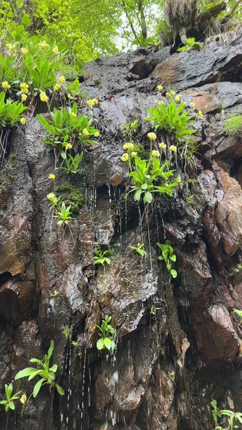 Mossy Cliffside Waterfall with Wildflowers Stock Footage 257587788