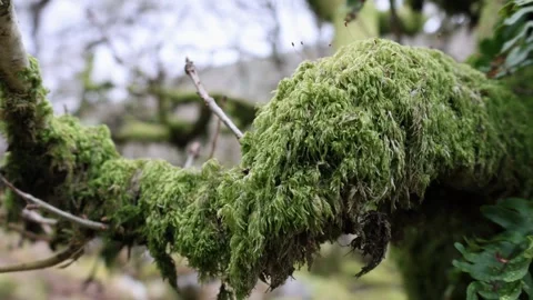Mossy Clip Stock 動画素材 243434077