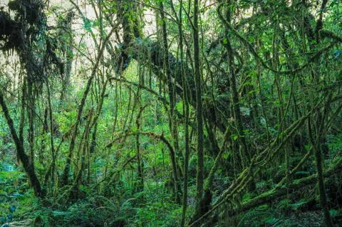 Mossy cloud forest Stock Photos