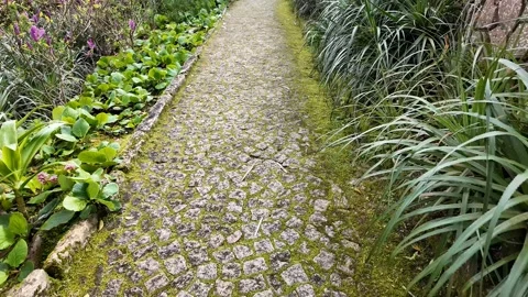 Mossy Cobblestone Path in Nature Stock Footage 305274375