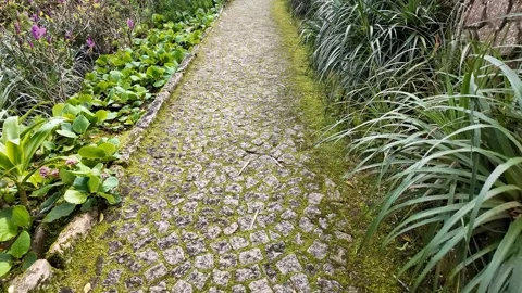 Mossy Cobblestone Path in Nature Stock Footage 305274410