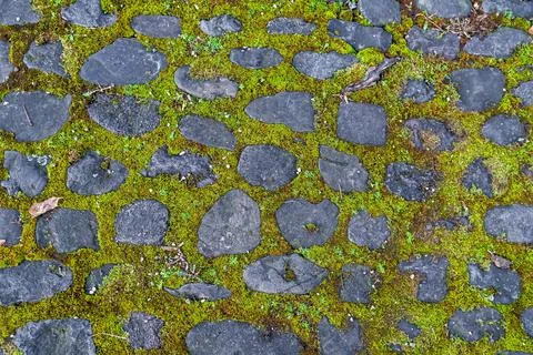 Mossy Cobblestone Path 스톡 사진