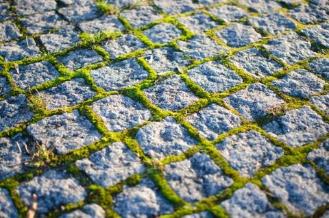 Mossy cobblestones Stock Photos