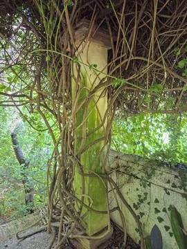 Mossy column surrounded by climbing vines and green plants in a forested ar.. Фото