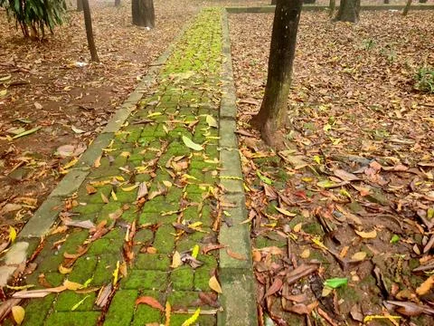 Mossy conblock pathway with fallen leaves Foto stock