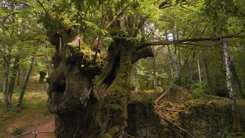 Mossy-Covered Aged Oak Trees With Fence Seen On Forest Trails Video stock 282384856