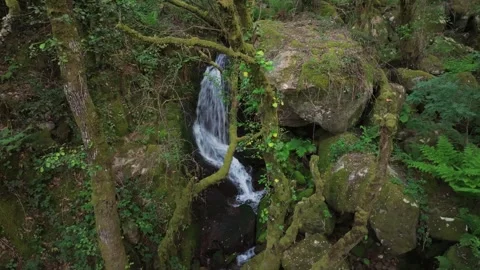 Mossy Covered Forest With Santo Estevo do Ermo Waterfall Stock-Footage 336795532