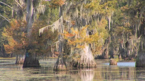 Mossy Cypress Trees Stock Footage 33604224
