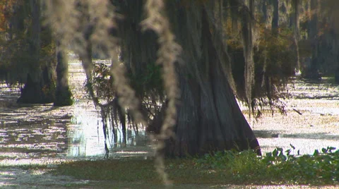 Mossy Cypress Trees Video stock 33604243