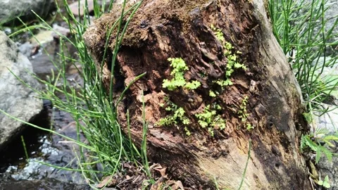 Mossy decaying tree stump with tiny green plants in wild nature 库存影片 347920337