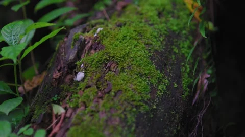 Mossy fallen ancient relict tree trunk. Yagirala Rain Forest. Close up. Stock Footage 244780551