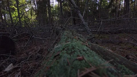 Mossy Fallen Log on Coniferous Forest Floor – Poland, Late Summer Video stock 342494385