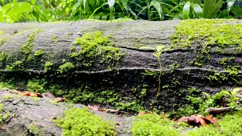 Mossy fallen log in lush tropical forest Stock Footage 335430605