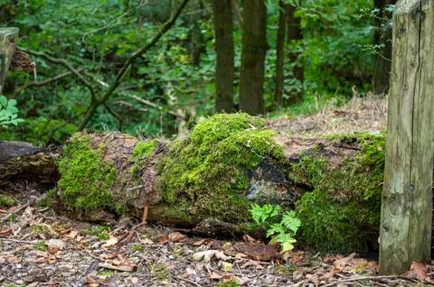 Mossy fallen log Stock Photos