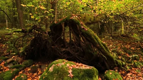 Mossy fallen tree Video stock 141505176