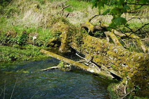 Mossy Fallen Tree Over Stream In Youlgrave, The Peak District, England Foto stock