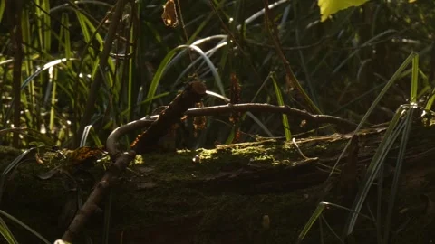 Mossy fallen tree trunk in green grass on forest floor Video stock 339905318