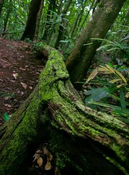 Mossy fallen tree trunk in lush woodland,Tranquil nature scene. Stock Photos