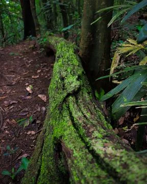 Mossy fallen tree trunk in lush green Indian rainforest.Tranquil nature sce.. Stock Photos