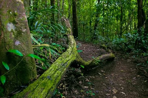 Mossy fallen tree trunk in lush green Indian rainforest.Tranquil nature sce.. Stock Photos